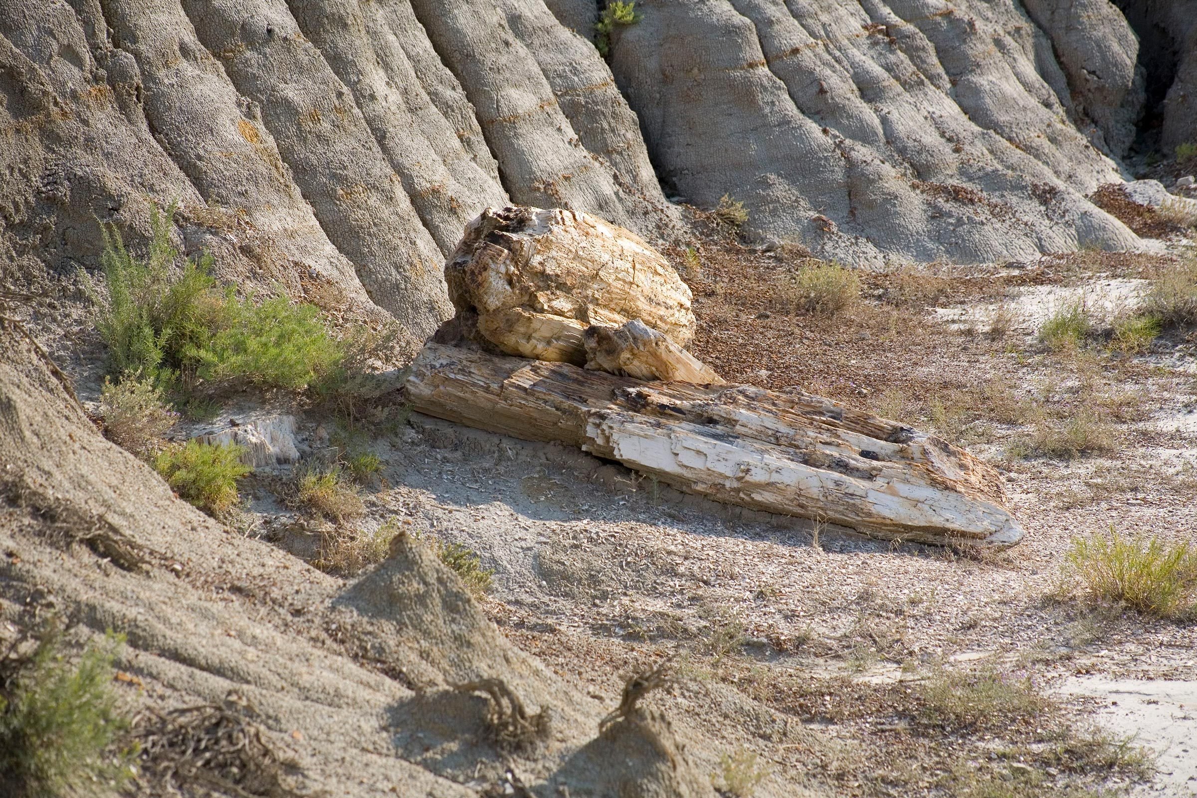 Top 12 Dinosaur Museums Worldwide