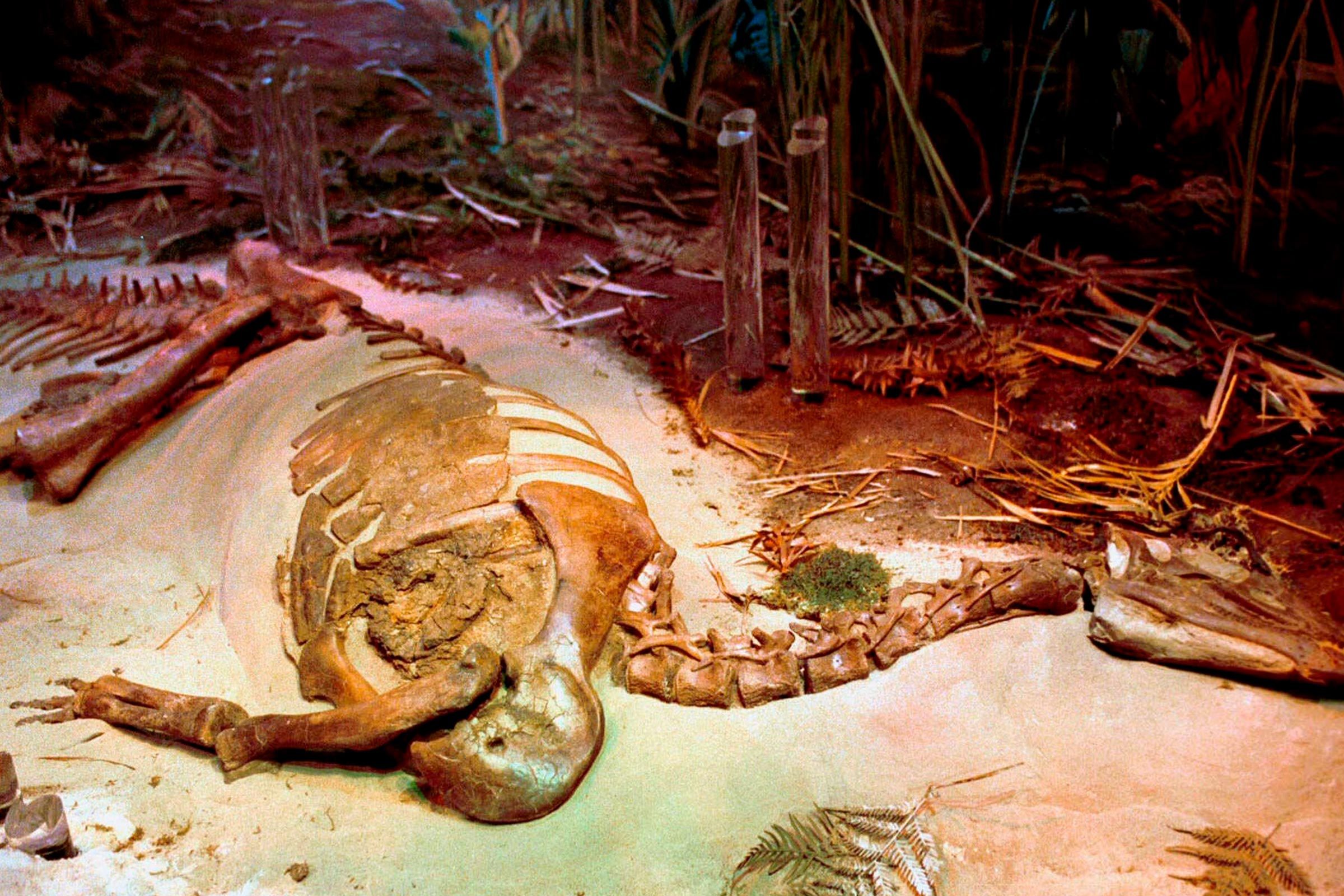 Top 12 Dinosaur Museums Worldwide