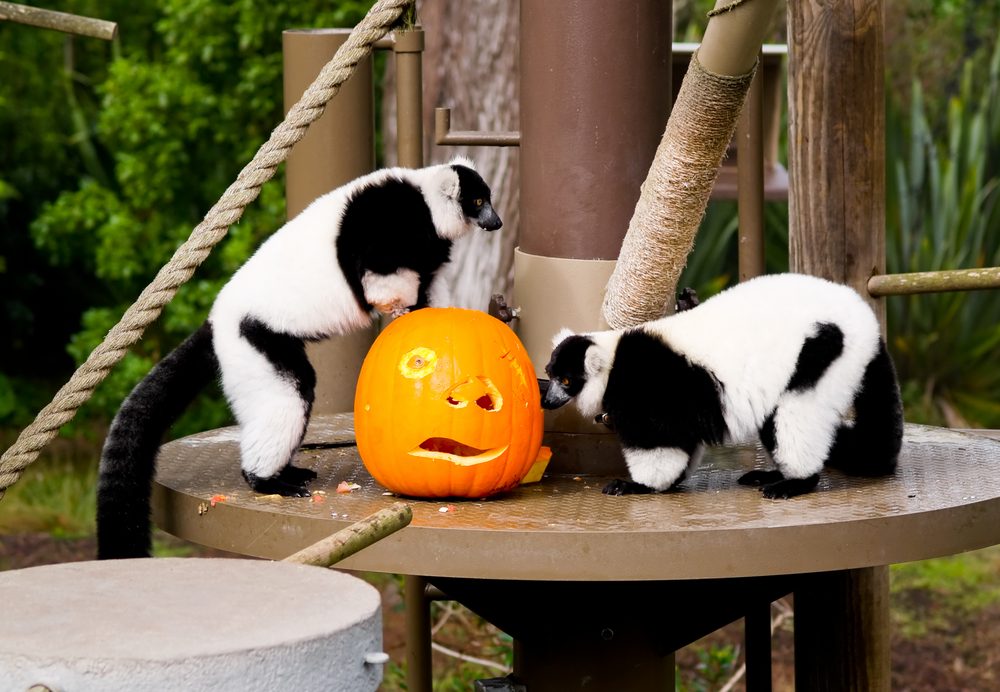 Top Autumn Activities Across All U.S. States