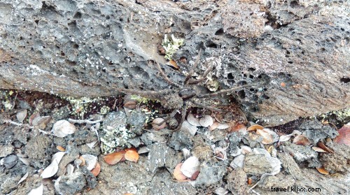 Moths, Spiders, and Lava: Nature’s Light‑Drawn Dance