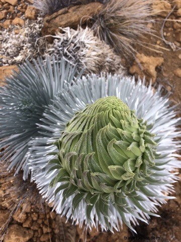 Volunteering on Mauna Kea: A Trusted Guide to Impactful Service