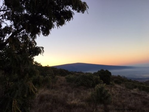 Annual Palila Census: A Collaborative Conservation Effort