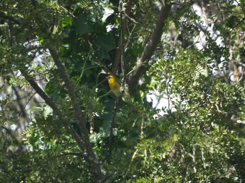 Annual Palila Census: A Collaborative Conservation Effort