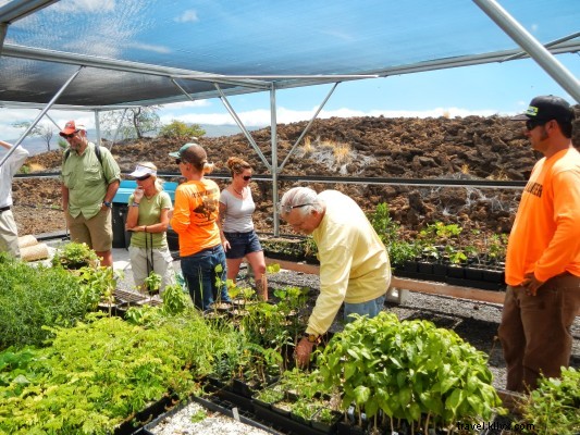 Exploring Bloomin’ Wiliwili: A Journey Through Hawaii’s Resilient Native Trees