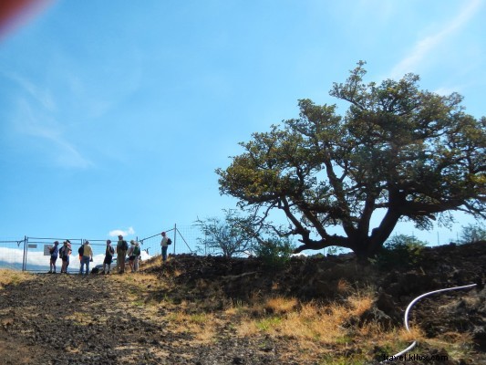 Exploring Bloomin’ Wiliwili: A Journey Through Hawaii’s Resilient Native Trees