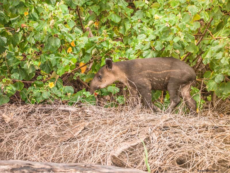 Corcovado National Park: Explore Central America’s Last Untouched Ecosystem