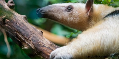 15 Unforgettable Costa Rican Adventures You Must Experience