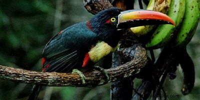 10 Insider Ways to Truly Experience Costa Rica s Culture