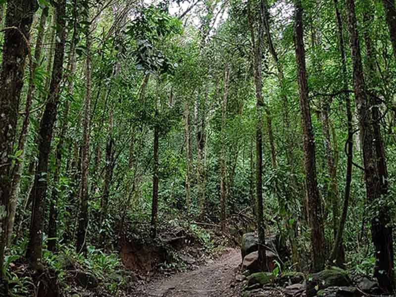 Discover Paradise Waterfall: Your Next Scenic Adventure