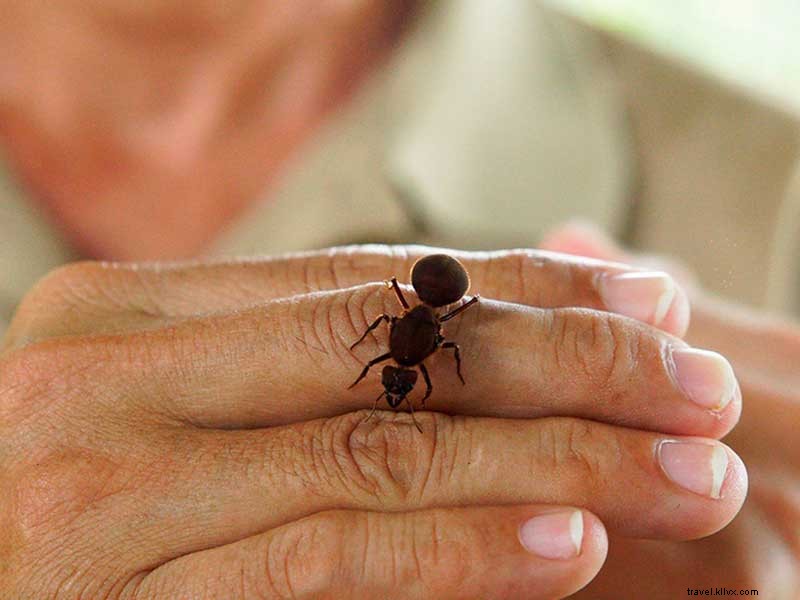 Explore the Fascinating World of Ants in Sarapiquí