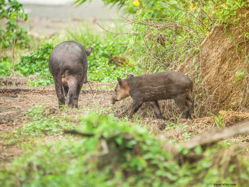 Essential Guide to Exploring Corcovado National Park