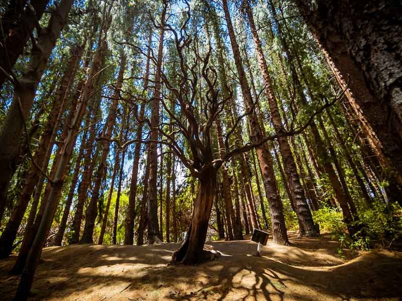 Explore Prusia s Enchanting Forest – Hours, Prices, and Visitor Info