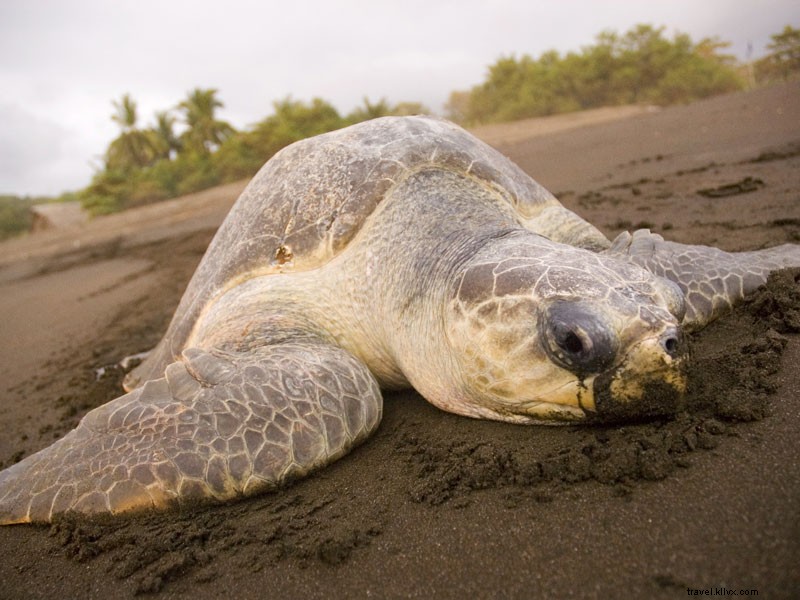 Costa Rica Elevates Sustainable Tourism: Pioneering Regenerative Travel