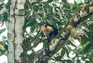 Discover Costa Rica Safely: 5 Tips for a Socially Distanced Getaway