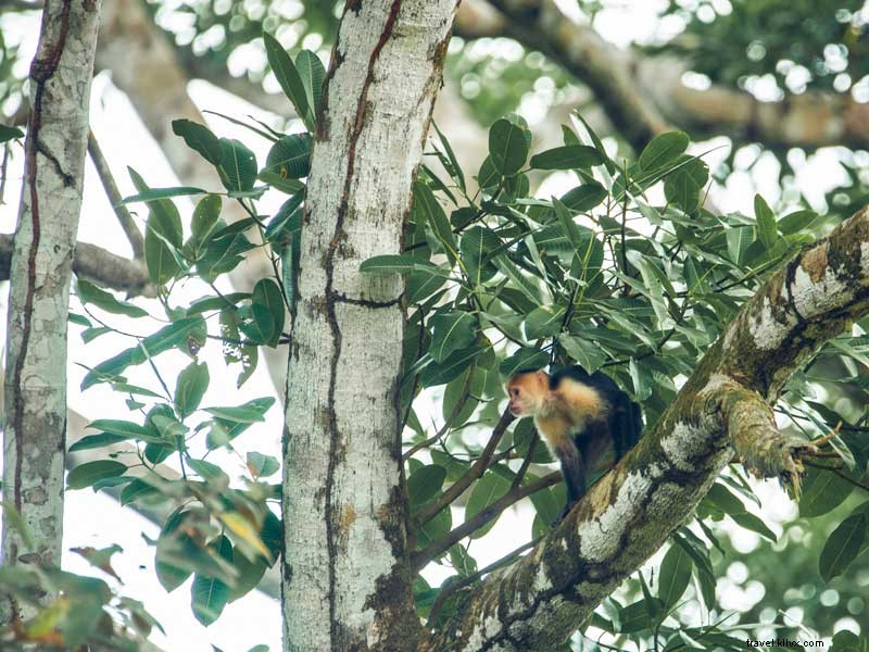 Costa Rica Elevates Sustainable Tourism: Pioneering Regenerative Travel