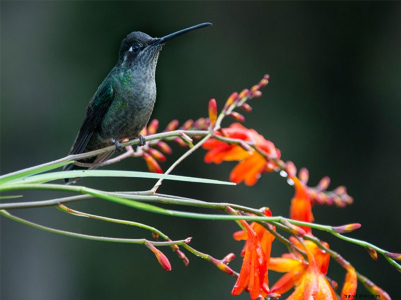 15 Fascinating Facts About Hummingbirds