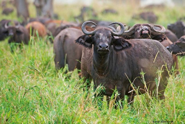Shedding Light on Uganda: Insights into Karamojong Pastoralists