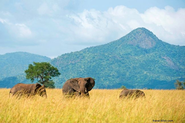 Shedding Light on Uganda: Insights into Karamojong Pastoralists