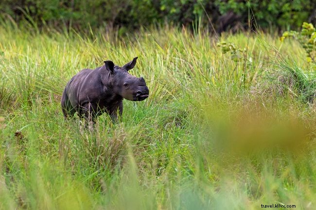 Shedding Light on Uganda: Insights into Karamojong Pastoralists