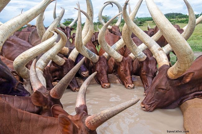 Shedding Light on Uganda: Insights into Karamojong Pastoralists