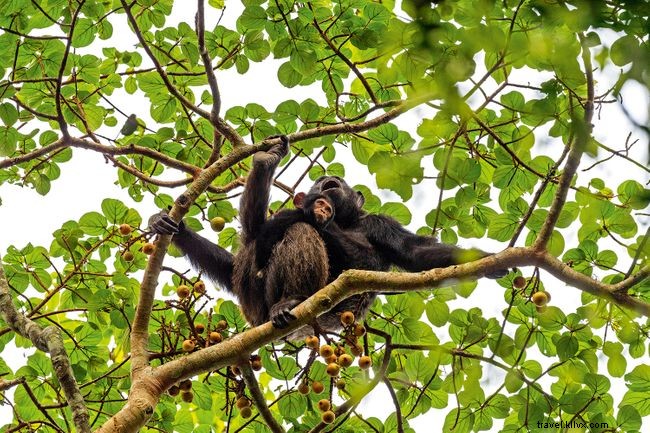 Shedding Light on Uganda: Insights into Karamojong Pastoralists