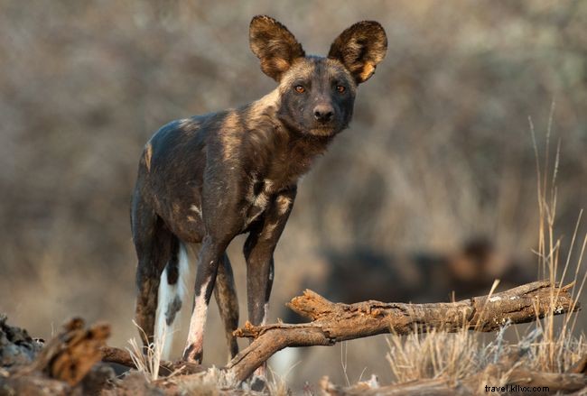 10 Captivating Images of African Wild Dogs: A Stunning Photo Gallery