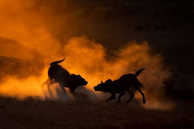 10 Captivating Images of African Wild Dogs: A Stunning Photo Gallery