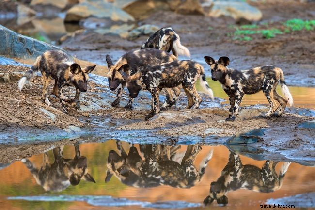 10 Captivating Images of African Wild Dogs: A Stunning Photo Gallery