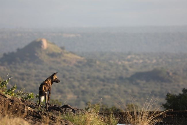 10 Captivating Images of African Wild Dogs: A Stunning Photo Gallery