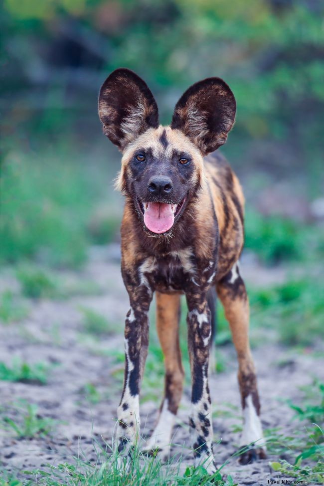 10 Captivating Images of African Wild Dogs: A Stunning Photo Gallery