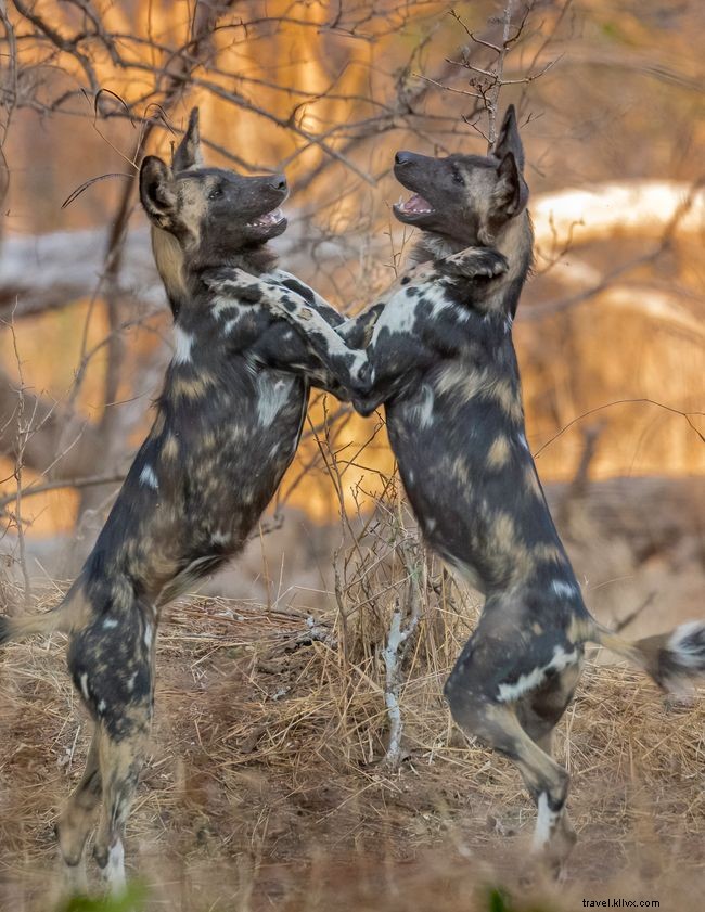 10 Captivating Images of African Wild Dogs: A Stunning Photo Gallery