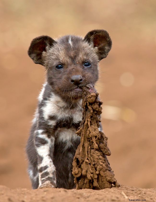 10 Captivating Images of African Wild Dogs: A Stunning Photo Gallery