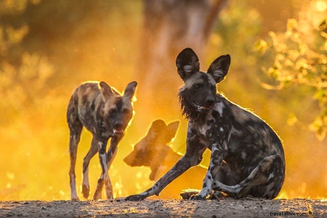 10 Captivating Images of African Wild Dogs: A Stunning Photo Gallery
