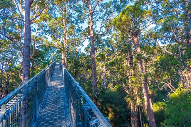 Explore the World s Top 9 Treetop Walks for Breathtaking Views