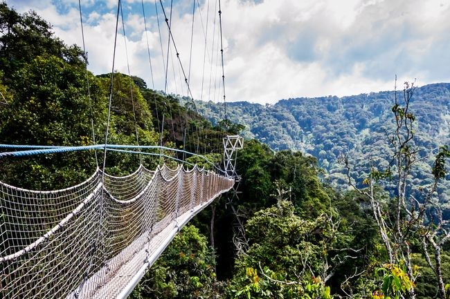Explore the World s Top 9 Treetop Walks for Breathtaking Views