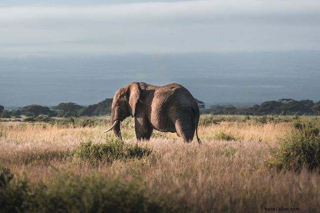 Celebrate World Female Ranger Day: Empowering Women in Wildlife Conservation
