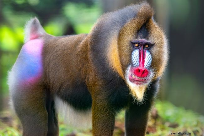 Top 7 Must‑Do Experiences in Cameroon