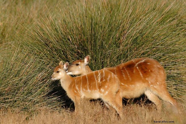 Top 7 Must‑Do Experiences in Cameroon