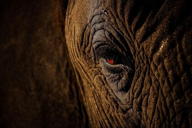 New  Big 5  Wildlife List Revealed: Top Five Animals for Modern Photography