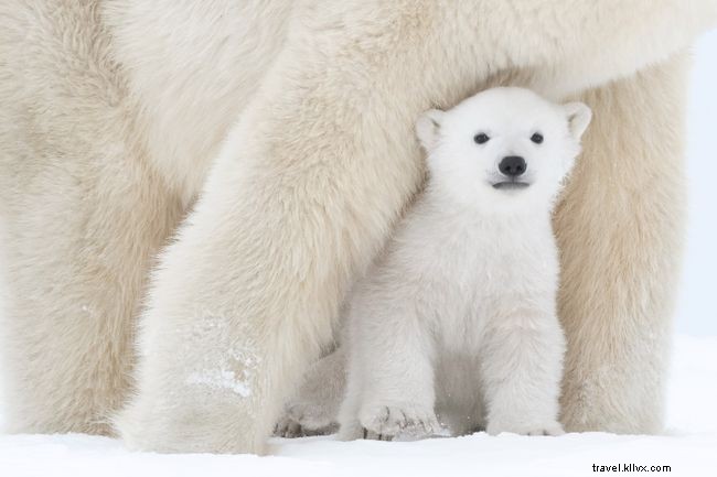 New  Big 5  Wildlife List Revealed: Top Five Animals for Modern Photography