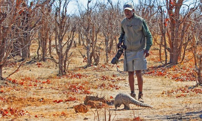 South Africa s Dedicated Efforts to Protect Pangolins