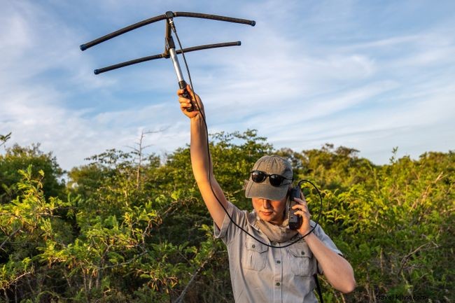 South Africa s Dedicated Efforts to Protect Pangolins