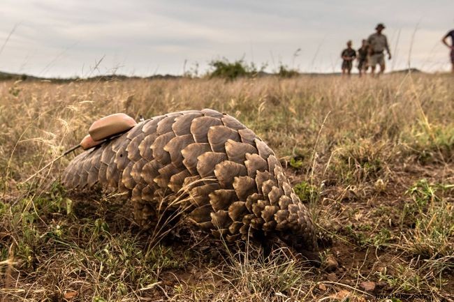 South Africa s Dedicated Efforts to Protect Pangolins