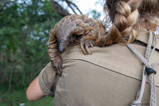 South Africa s Dedicated Efforts to Protect Pangolins