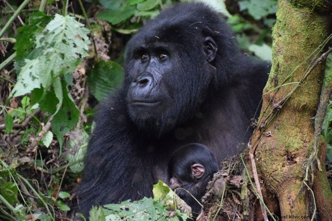 Top 5 Unforgettable African Road Trips