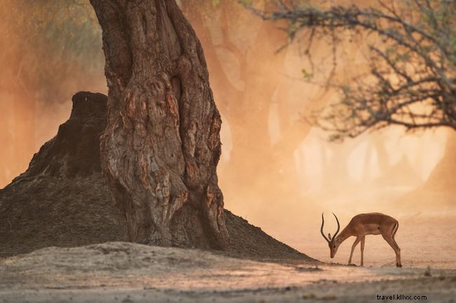 Top 5 Must-Do Activities in Harare, Zimbabwe