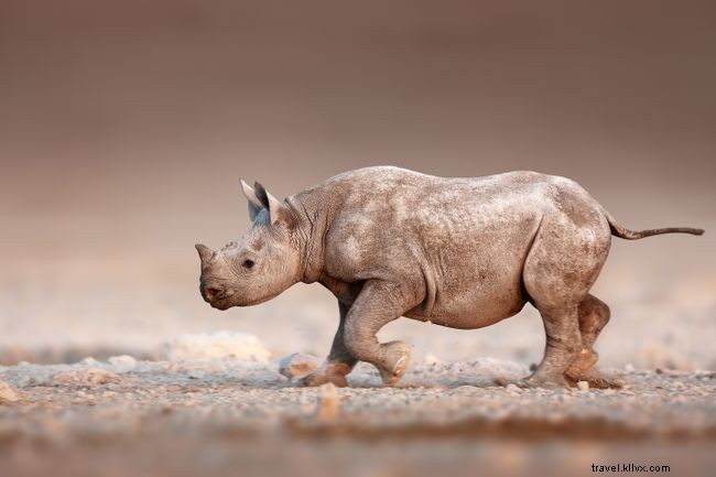 Top 5 Must-Do Activities in Harare, Zimbabwe