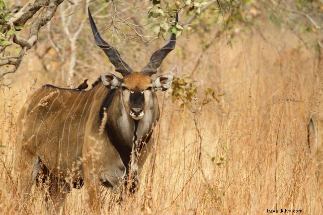 Top 5 Must-Do Experiences in Senegal