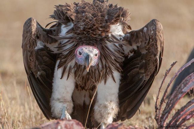 Cottar’s Safaris Unveils Five New Luxury Safari Experiences in Maasai Mara