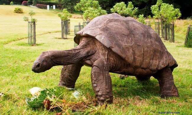 Explore St. Helena Island: The Ultimate Travel Guide